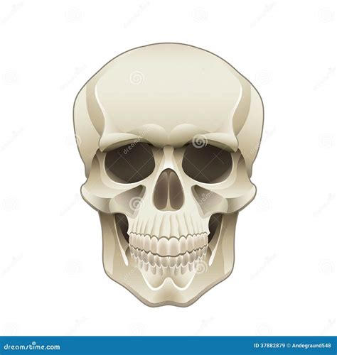 Human Skull Illustration